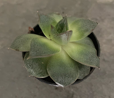 2" Echeveria Topsy Turvy
